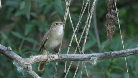 Common nightingale, Luscinia megarhynchos, singing, Spain Stock Footage 234452053