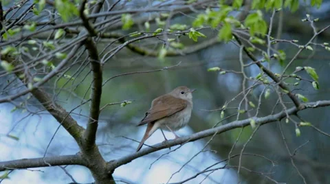 Common nightingale singing Stock Footage 61099395