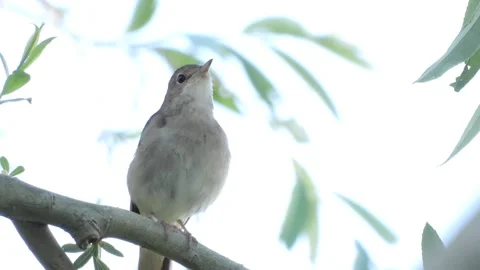 Common nightingale singing, Spain Stock Footage 234451897