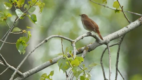 Common nightingale singing, Spain Stock Footage 234451938
