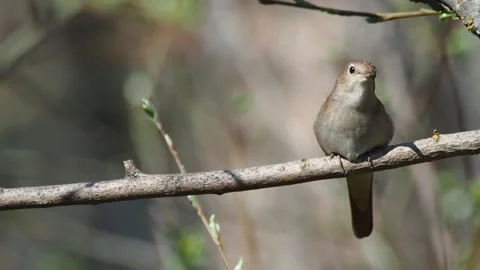 Common nightingale singing, Spain Stock Footage 234452700