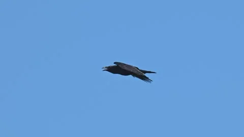 Common northern raven (Corvus corax) flying in the sky 動画素材 340413388