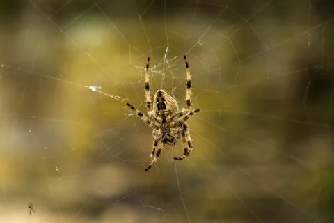 A common but not-so-small spider of Europe. Stock Photos