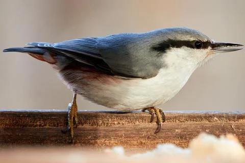 Common nuthatch. Nuthatch sits on the edge of the feeder. Foto stock