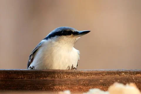 Common nuthatch. Nuthatch sits on the edge of the feeder. Foto stock