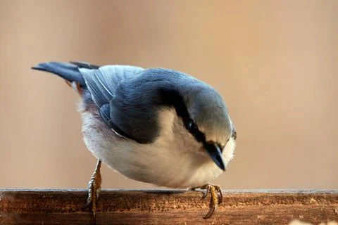 Common nuthatch. Nuthatch sits on the edge of the feeder. Foto stock