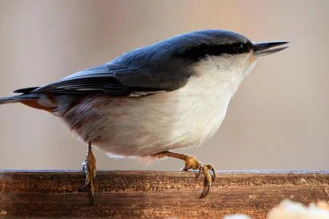 Common nuthatch. Nuthatch sits on the edge of the feeder. Foto stock