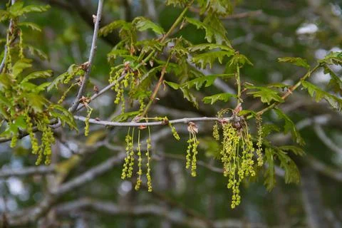 Common oak blooming Stock Photos