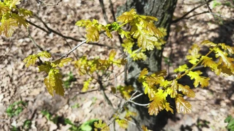 Common oak branch with young spring leaves on blurred background Stock Footage 336974032