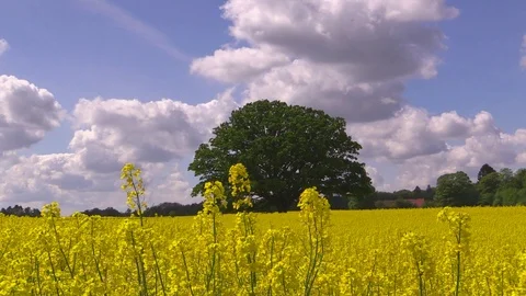 Common oak in a rape field in blossom. Focus on the nearest tall rape flowers Video stock 86321092