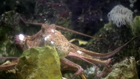 Common octopus camouflaging and moving on rocks Stock Footage 327306562