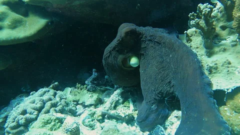 Common Octopus changing colour Stock Footage 314298427