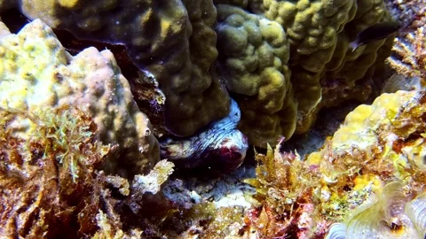 Common octopus hiding. Stock Footage 336296879