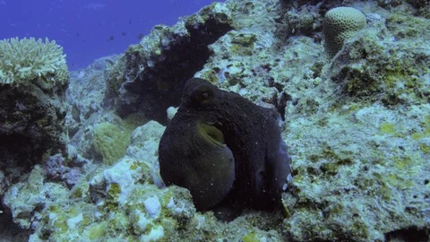 Common Octopus hunting on the Great Barrier Reef. Around 27 metres under water.  Stock Footage 113207901