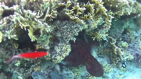 Common Octopus Hunting While Followed by a Peacock Grouper Stock Footage 339731445