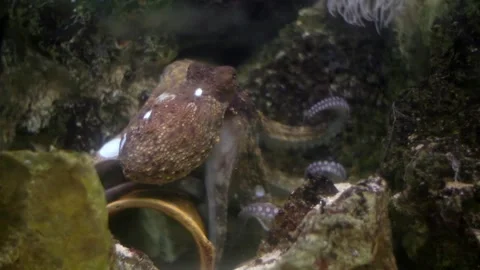 Common octopus moving among seabed rocks Stock-Footage 327306542