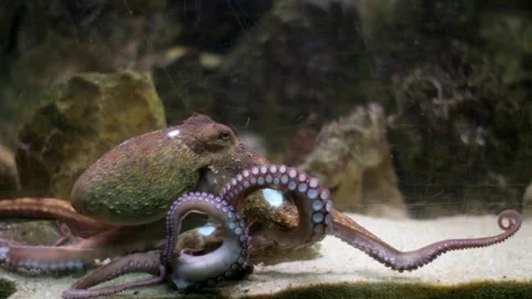 Common octopus moving its tentacles underwater Stock-Footage 327306484