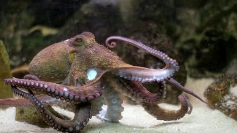 Common octopus moving its tentacles underwater Stock-Footage 327306517