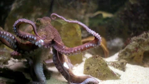 Common octopus moving its tentacles underwater Stock-Footage 327306564
