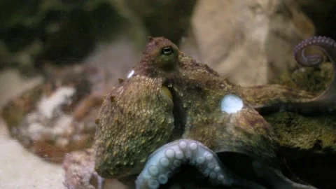 Common octopus moving tentacles inside aquarium Stock-Footage 327704117