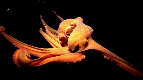 Common Octopus-Octopus vulgaris (171) Stock Footage