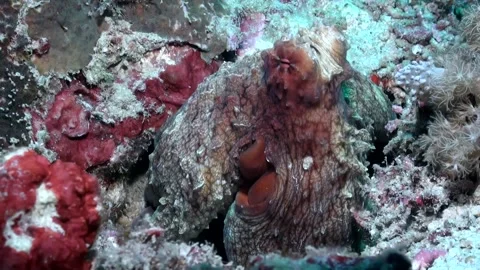 Common Octopus (Octopus vulgaris) Changing Colour - Close Up - Philippines Video stock 334735036
