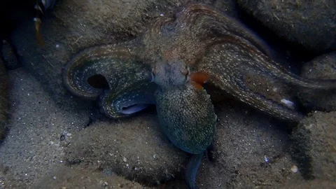 Common octopus (Octopus vulgaris) Stock Footage 100177593