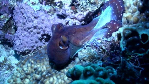 Common Octopus (Octopus vulgaris) Moving Over the Reef - Philippines Video stock 339630801