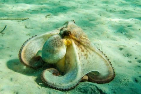 Common Octopus Resting on a Sandy Seabed in Clear Water. Stock Photos