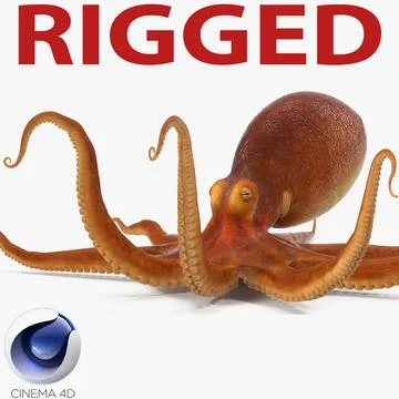 Common Octopus Rigged for Cinema 4D 3D Model