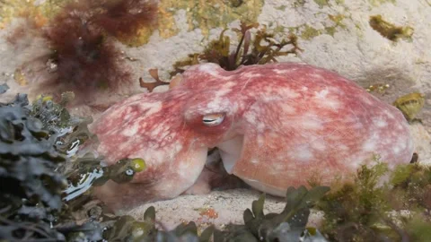 Common Octopus - Scotland Stock Footage 257023997