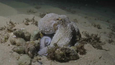 Common Octopus sitting in his hiding place, under water shot, Atlantic Ocean Video stock 167078879