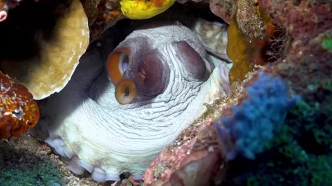 Common Octopus on Verde Island Stock Footage 307148986