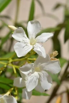 Common oleander Stock Photos