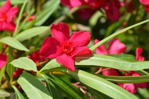 Common oleander Stock Photos