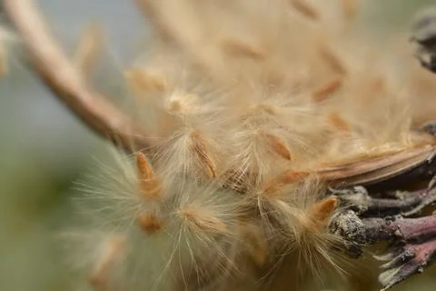 Common oleander Stock Photos
