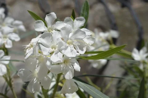 Common oleander Stock Photos