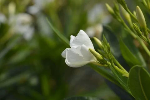 Common oleander Stock Photos