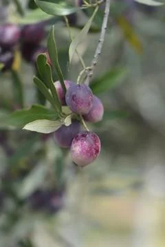 Common olive Stock Photos