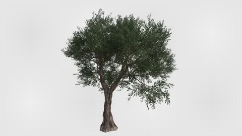 Common Olive Tree blowing in the wind. Alpha Channel. Loop Animation Stock Footage 278928557