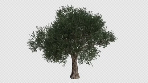 Common Olive Tree blowing in the wind. Alpha Channel. Loop Animation Stock Footage 278928723