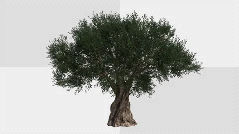Common Olive Tree Swaying in Wind Loop Animation with Alpha Channel Stock Footage 346277167