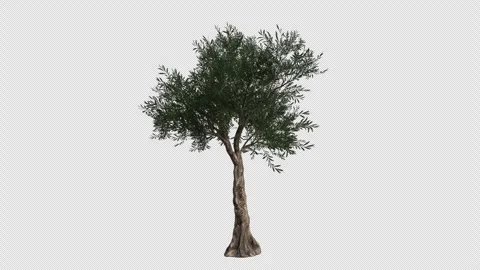 Common Olive Tree Swaying in Wind Loop Animation with Alpha Channel Stock Footage 346278334