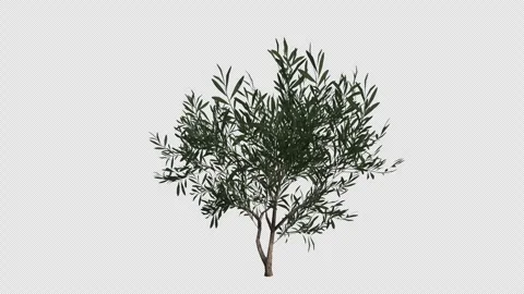 Common Olive Tree Swaying in Wind Loop Animation with Alpha Channel Stock Footage 346278422