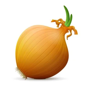 Common onion with small leaves close up Stock Illustration