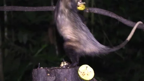Common Opossum Walking Climbing Going Up Tree at Night in Jungle with Food Vidéo 134000047