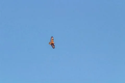 A Common or Eurasian Buzzard (Buteo buteo) in flight against a clear blue sky Stock Photos