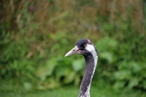 Common or Eurasian crane Stock Photos