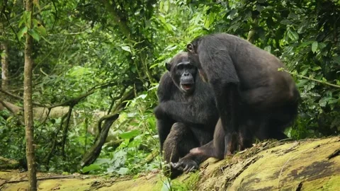 Common or Robust Chimpanzee - Pan troglodytes also chimp, great ape native to th Stock Footage 262849461
