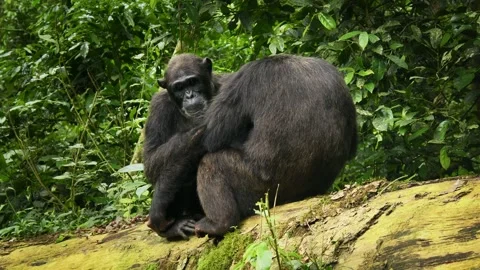 Common or Robust Chimpanzee - Pan troglodytes also chimp, great ape native to th Stock Footage 262849476